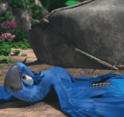 Blue Parrot With Wings Spread Sitting On Ground GIF