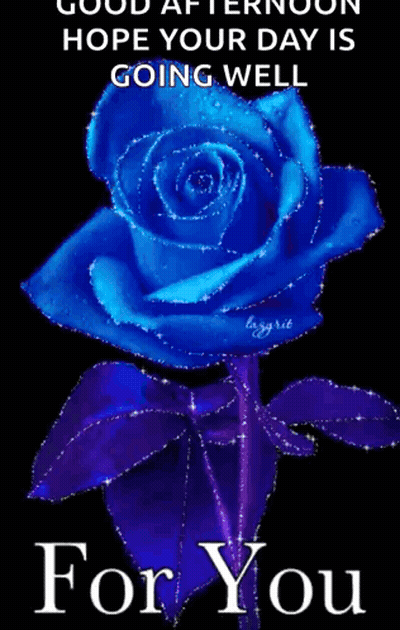 Blue Rose Good Afternoon Hope Your Day Is Going Well GIF