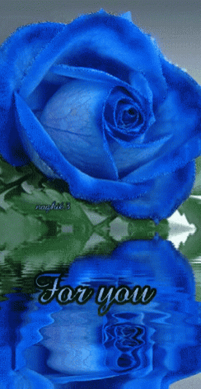 Blue Rose Reflected In Rain Water GIF