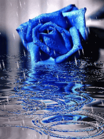 Blue Rose Reflected In Rain Water GIF