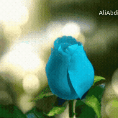 Blue Rose With Blurred Background Aliabadi GIF