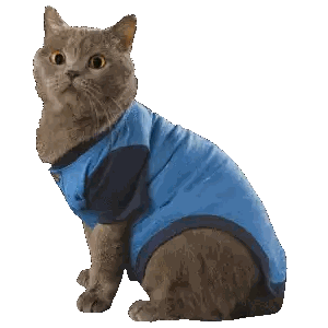 Blue Shirt Sitting Cat Sticker
