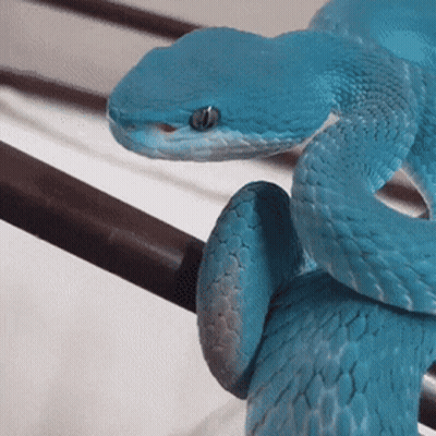 Blue Snake Laying On Railing GIF