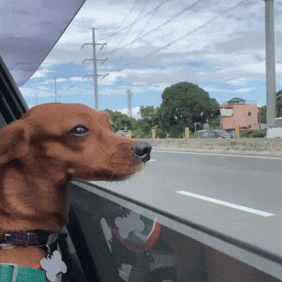 Blue Stuffed Animal Saying I Get It GIF