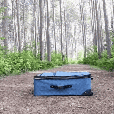 Blue Suitcase In Forest GIF