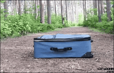 Blue Suitcase Lying In Woods GIF