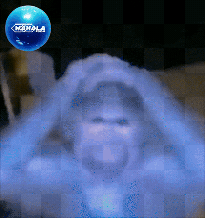 Blue Wahala Ball Above Person GIF