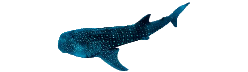 Blue Whale Shark With White Dots Sticker
