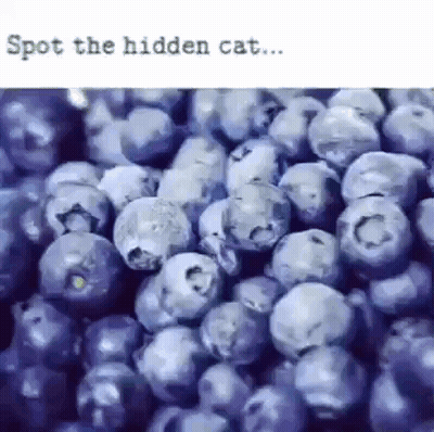 Blueberries With Spot The Hidden Cat GIF