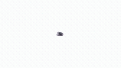 Blueberries With The Blueberry Farm GIF