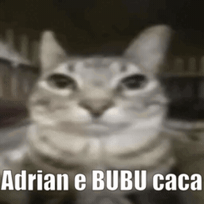 Blurred Cat Adrian E Bubu Caca GIF