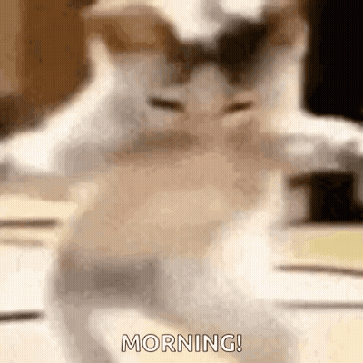 Blurred Cat Dancing On Table Saying Morning GIF