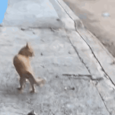 Blurred Cat Walking On Wood GIF