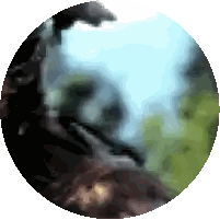 Blurred Circle With Trees Background Sticker