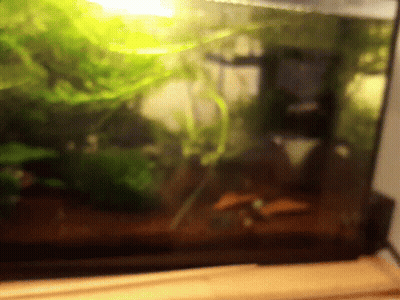 Blurred Fish Tank With Plants GIF