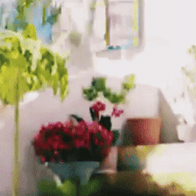 Blurred Flowers And Potted Plants GIF