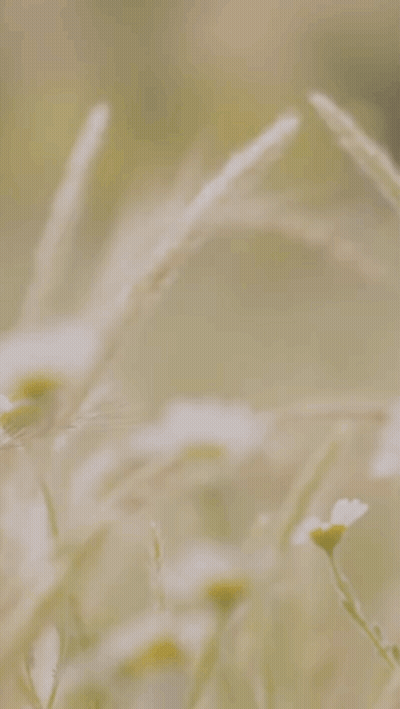 Blurred Flowers Saying My Pleasure GIF