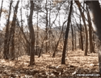 Blurred Forest Memecenter Link