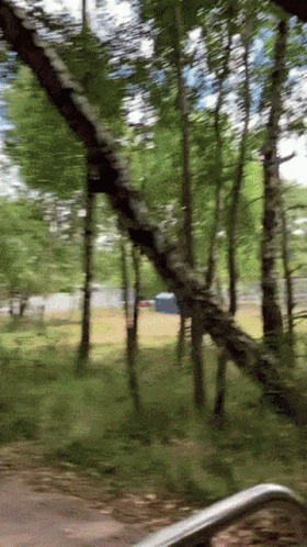 Blurred Forest With Fallen Branch GIF