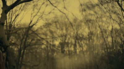Blurred Forest With Leafless Trees GIF