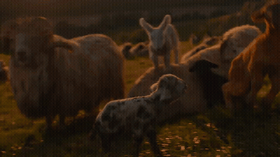 Blurred Group Of Animals In A Field GIF