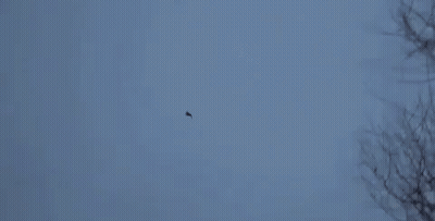 Blurred Lake With Trees In Distance GIF