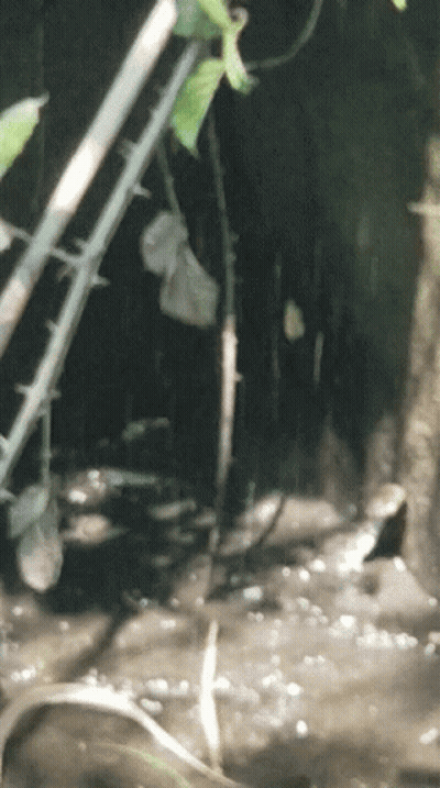 Blurred Plant With Thorns Hanging GIF