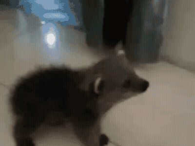Blurred Raccoon Standing On Tiled Floor GIF