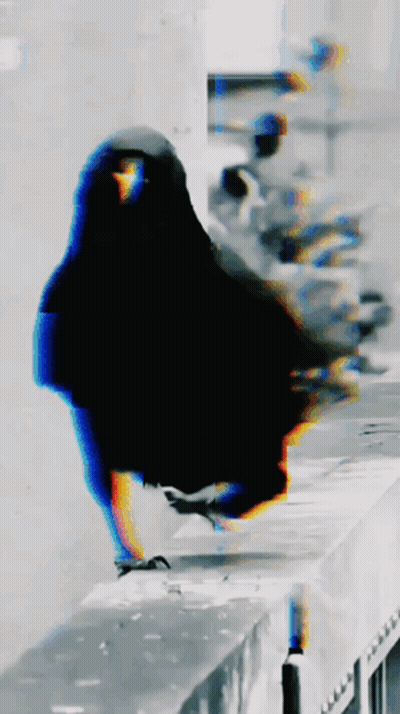 Blurry Black Bird Standing On Railing GIF