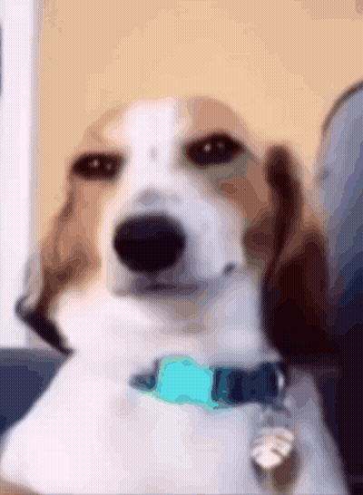 Blurry Brown And White Dog With Blue Tag GIF