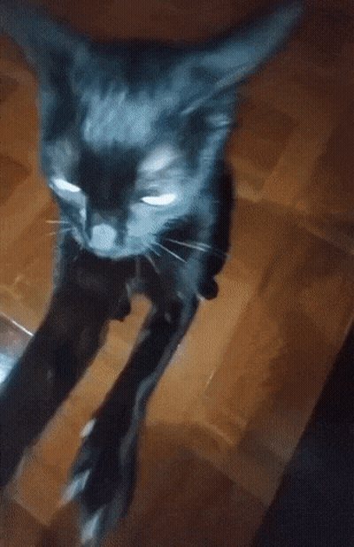 Blurry Cat Face Blue Background GIF