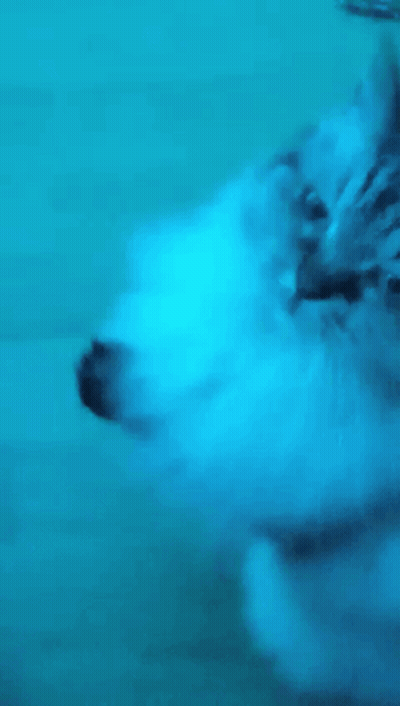 Blurry Cat Face In Blue Light GIF