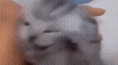 Blurry Cat Face With Blue Background GIF