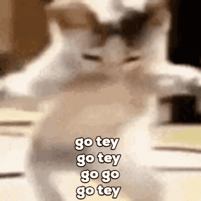 Blurry Cat Saying Go Tey Go Tey Go Go Go Tey GIF