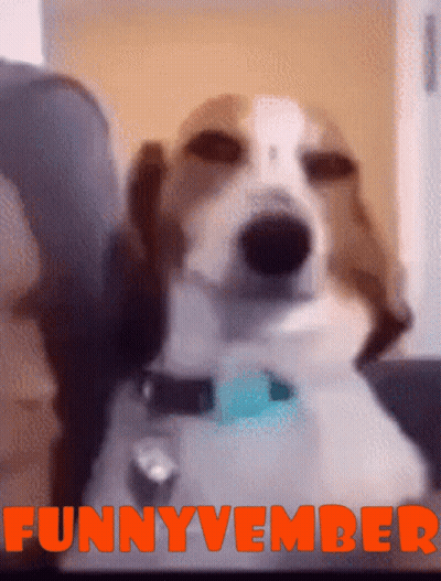Blurry Dog With Funnyvember In Red GIF