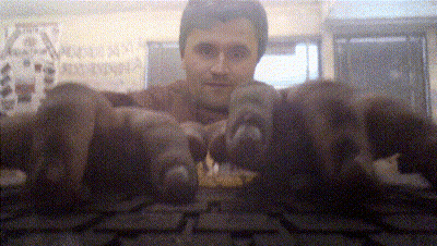 Blurry Man Holding Bunch Of Animals GIF