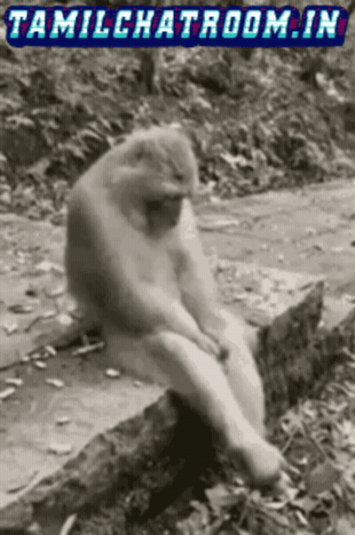 Blurry Monkey No Respondas Entonces GIF