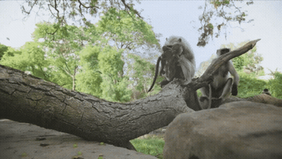 Blurry Monkey Saying But I Don't Want To Go To Bed GIF