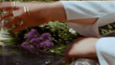 Blurry Person Holding Purple Flowers GIF