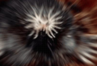 Blurry Spider Head GIF