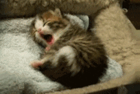Boa Noite Dozy Kitty GIF