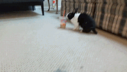 Boba Thief Bunny GIF