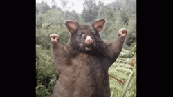Bog And Mighty Possum GIF