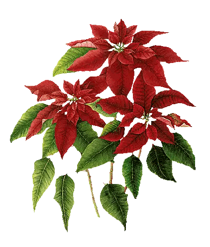 Boldog Karácsonyt Poinsettia Sticker