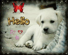 Bonjour White Puppy Graphic Design