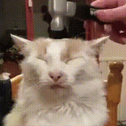 Bonk Funny Cat Meme GIF