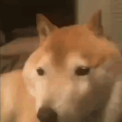 Bonk Shiba Dodge Thicc GIF