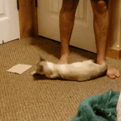 Bonk Shocked Cat GIF