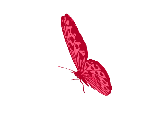 Borboletas Butterfly Sticker