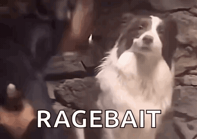 Border Collie At Stone Wall With Ragebait GIF